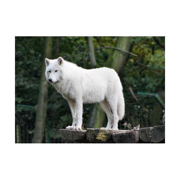 Obraz 700x500 mm "Biały wilk"