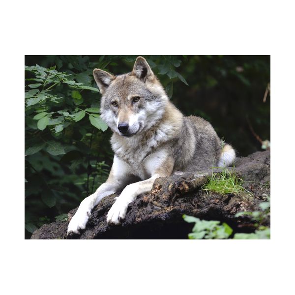Gemälde 400x300 mm „Wolf“
