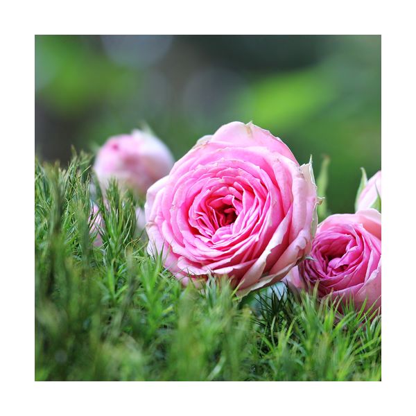 Cuadro 300x300 mm "Rosas rosadas"