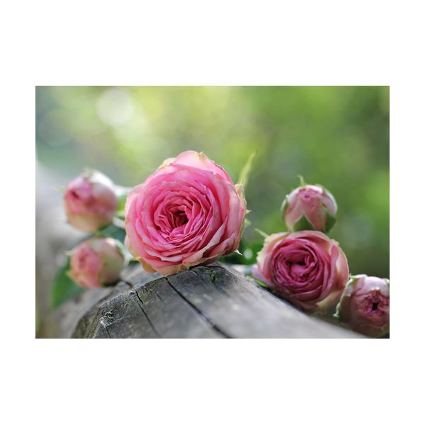Dipinto 700x500 mm "Rose rosa"