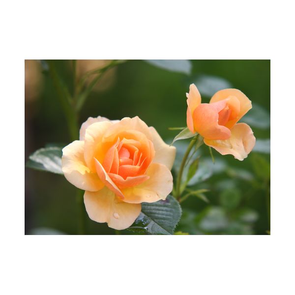 Obraz 700x500 mm "Róże"