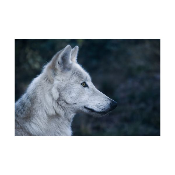 Gemälde 600x400 mm „Wolf“
