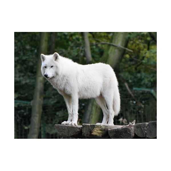 Tableau 400x300 mm "Loup blanc"