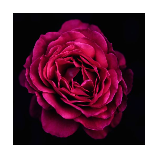 Obraz 300x300 mm "Róża"