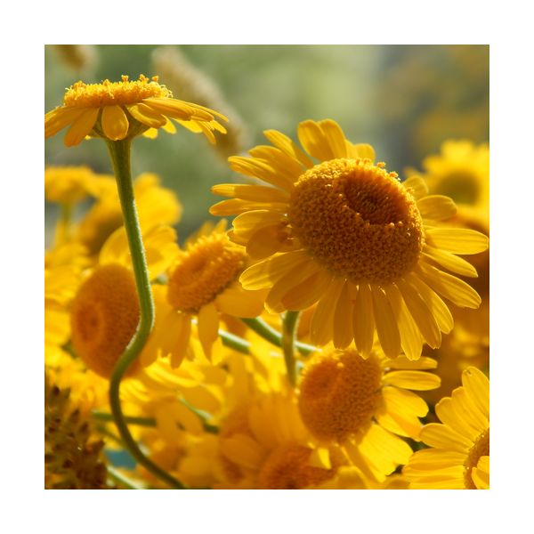 Gemälde 300x300 mm „Gelbe Gänseblümchen“