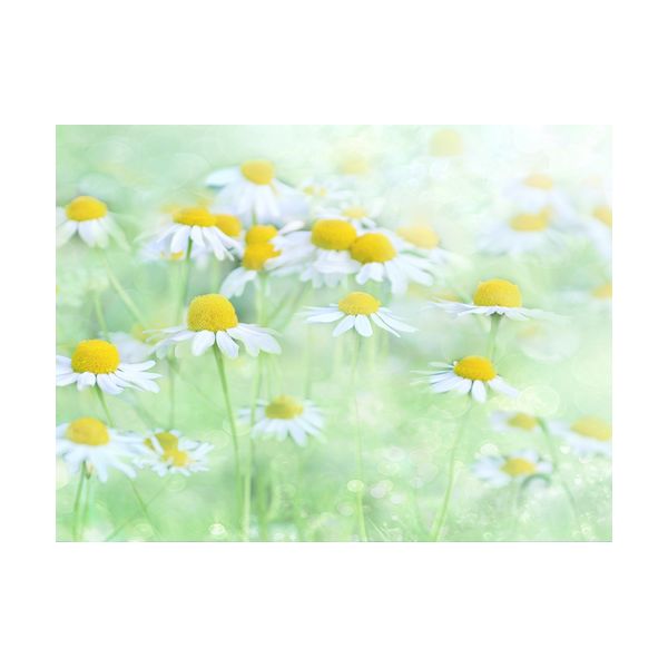 Painting 400x300 mm "Daisies"