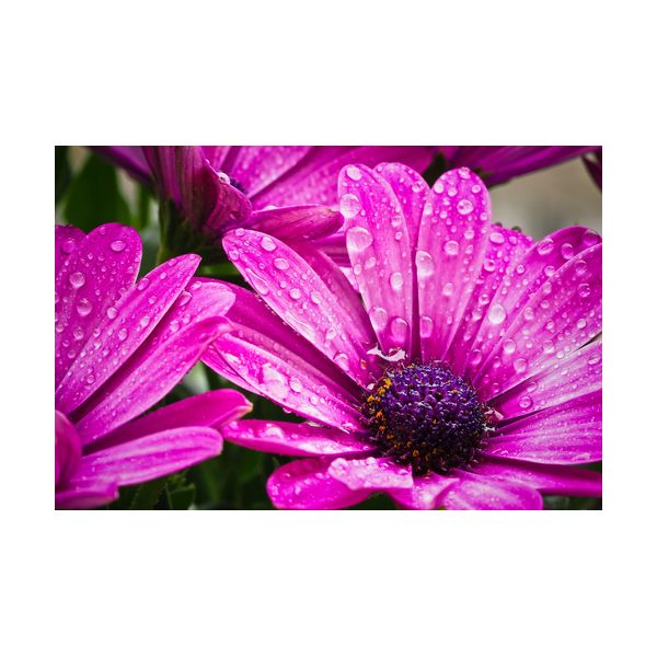 Gemälde 900x600 mm „Rosa Gänseblümchen“