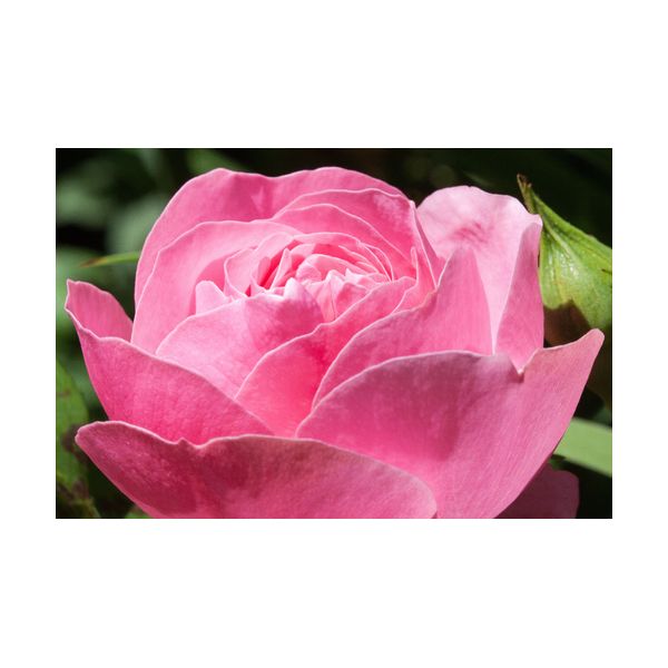 Tableau 900x600 mm "Rose"
