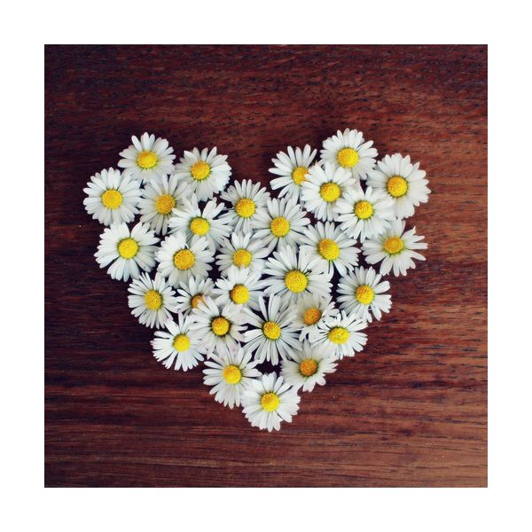 Gemälde 300x300 mm „Herz aus Gänseblümchen“