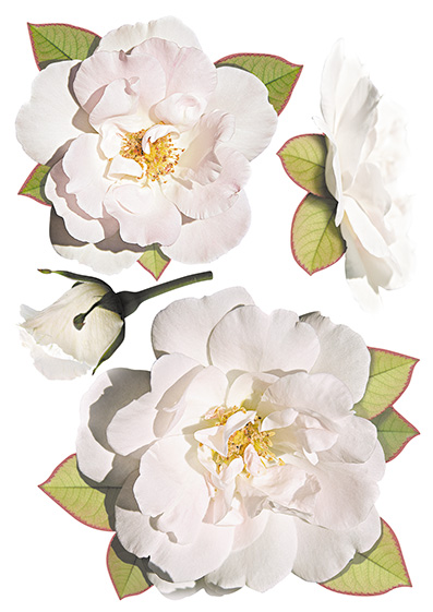 Stickers muraux. Roses blanches (TP130)
