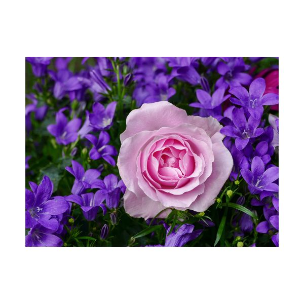 Obraz 400x300 mm "Róże"
