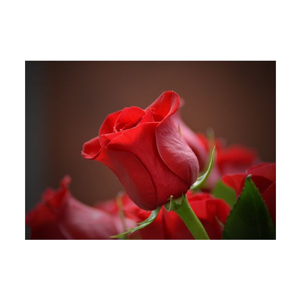 Gemälde 700x500 mm „Rote Rose“