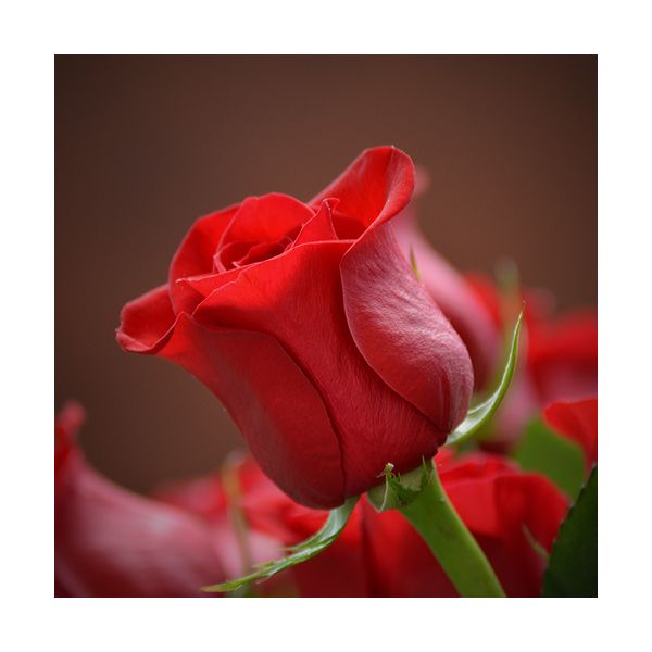 Gemälde 300x300 mm „Rote Rose“