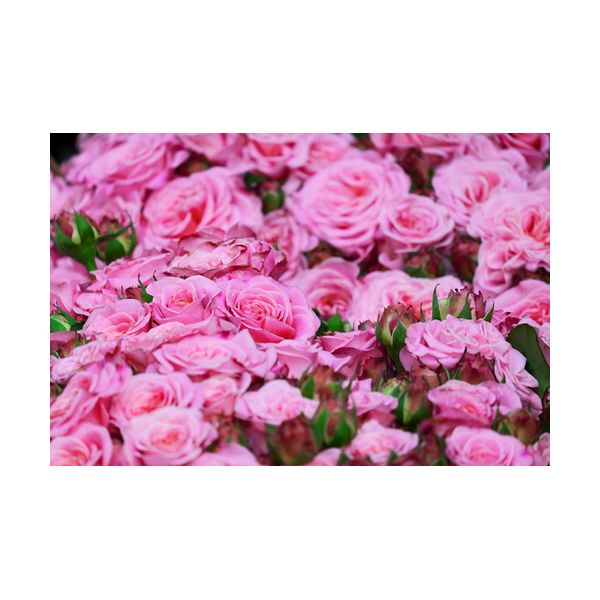 Cuadro 600x400 mm "Rosas rosadas"