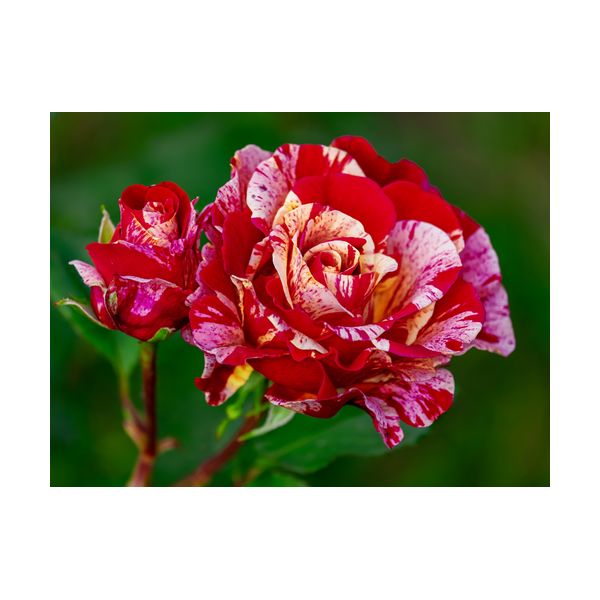 Obraz 400x300 mm "Róża"