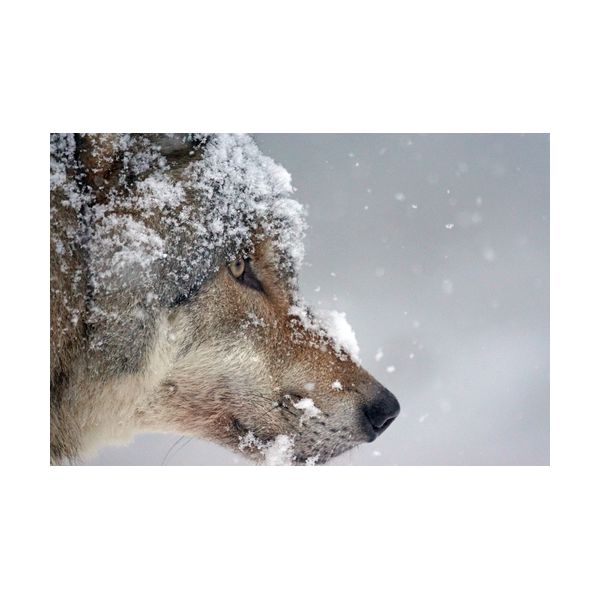 Gemälde 300x200 mm „Wolf“