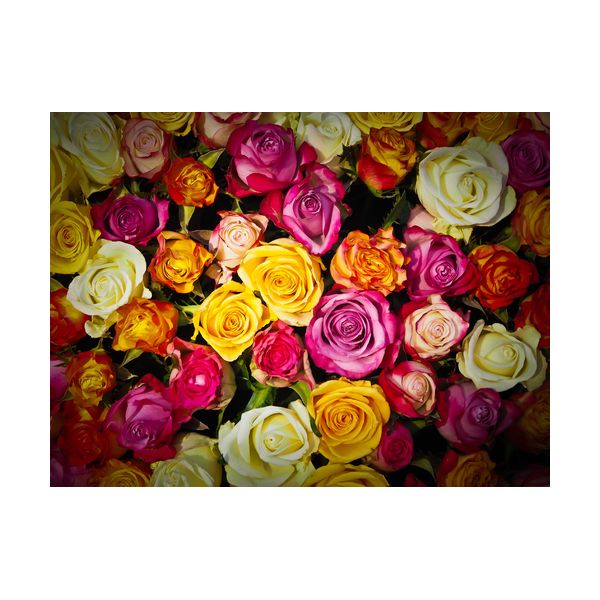 Tableau 400x300 mm "Roses"