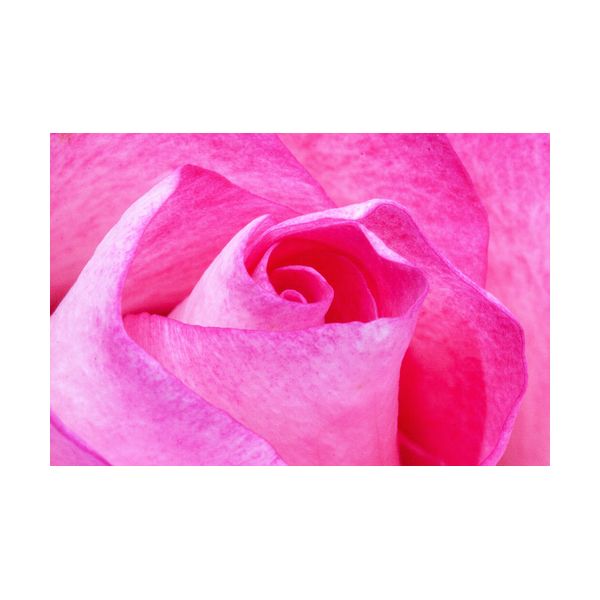 Gemälde 900x600 mm „Rose“