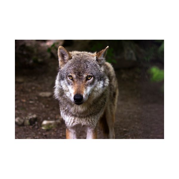 Gemälde 900x600 mm „Wolf“