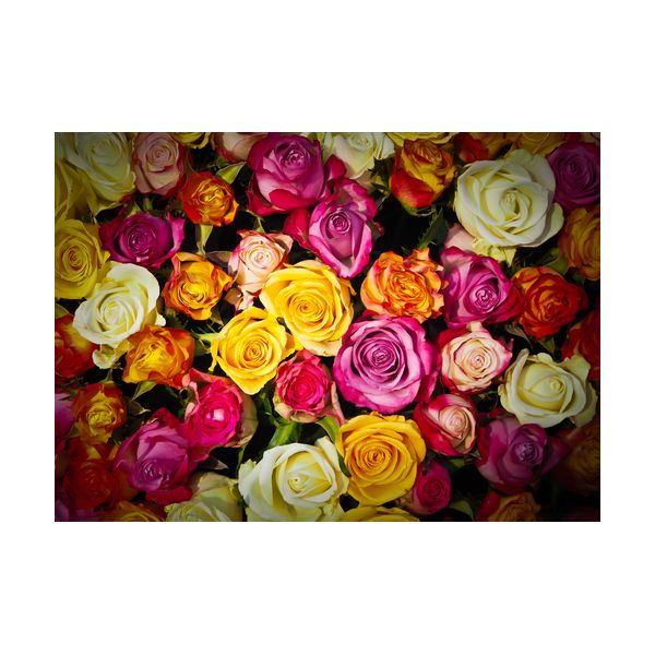 Cuadro 700x500 mm "Rosas"
