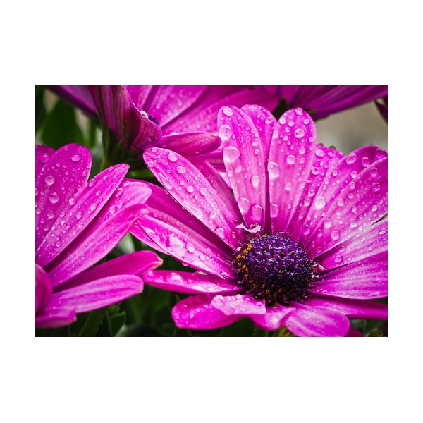 Obraz 700x500 mm "Różowa stokrotka"