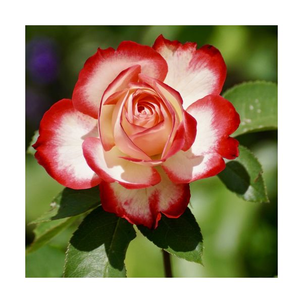 Tableau 300x300 mm "Rose"