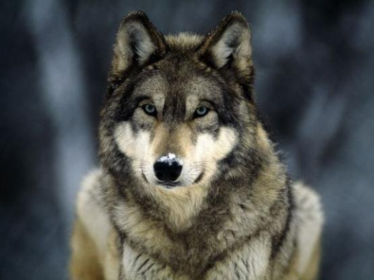 El lobo como símbolo en las culturas de diferentes pueblos del mundo.